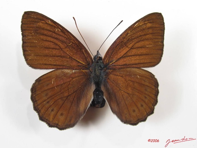 011 Lepidoptera (FD) Nymphalidae Biblidinae Sevenia amulia IMG_2571WTMK.JPG