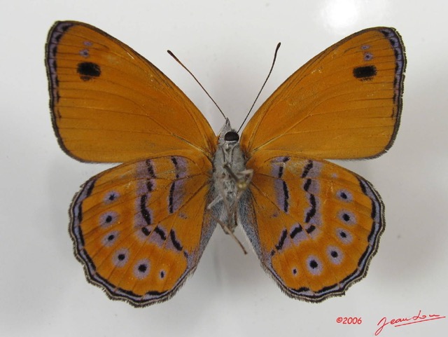 012 Lepidoptera (FV) Nymphalidae Biblidinae Sevenia amulia IMG_2572WTMK.JPG