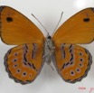 012 Lepidoptera (FV) Nymphalidae Biblidinae Sevenia amulia IMG_2572WTMK.JPG