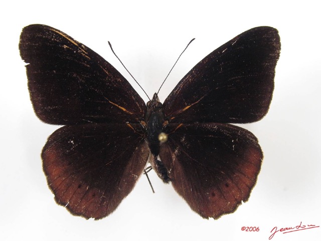 013 Lepidoptera (FD) Nymphalidae Biblidinae Sevenia occidentalium m IMG_2573WTMK.JPG