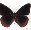 013 Lepidoptera (FD) Nymphalidae Biblidinae Sevenia occidentalium m IMG_2573WTMK.JPG