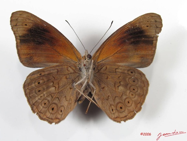 014 Lepidoptera (FV) Nymphalidae Biblidinae Sevenia occidentalium m IMG_2574WTMK.JPG