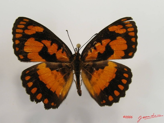 015 Lepidoptera (FD) Nymphalidae Biblidinae Byblia anvatara IMG_2602WTMK.JPG