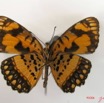 016 Lepidoptera (FV) Nymphalidae Biblidinae Byblia anvatara IMG_2603WTMK.JPG
