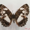 017 Lepidoptera (FD) Nymphalidae Biblidinae Neptidopsis ophione IMG_2608WTMK.JPG