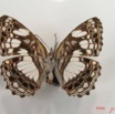 018 Lepidoptera (FV) Nymphalidae Biblidinae Neptidopsis ophione IMG_2616WTMK.JPG