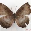 019 Lepidoptera (FD) Nymphalidae Biblidinae Ariadne enotrea IMG_2610WTMK.JPG