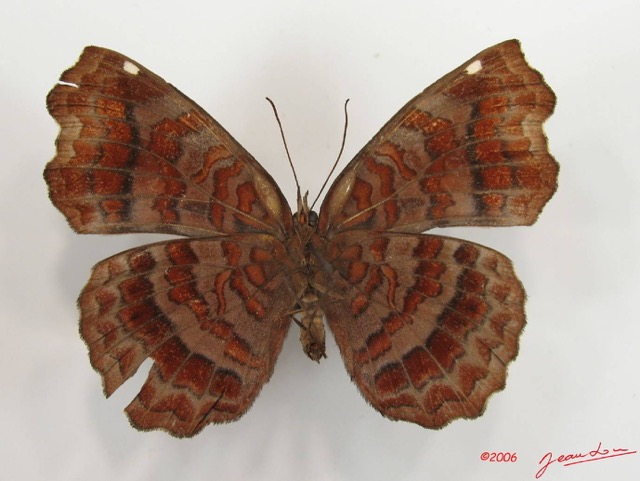020 Lepidoptera (FV) Nymphalidae Biblidinae Ariadne enotrea IMG_2611WTMK.JPG