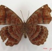 020 Lepidoptera (FV) Nymphalidae Biblidinae Ariadne enotrea IMG_2611WTMK.JPG