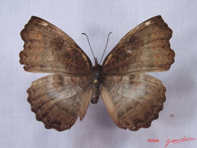021 Lepidoptera (FD) Nymphalidae Biblidinae Ariadne enotrea IMG_3034WTMK.JPG