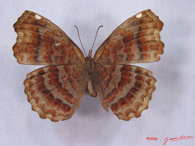 022 Lepidoptera (FV) Nymphalidae Biblidinae Ariadne enotrea IMG_3036WTMK.JPG