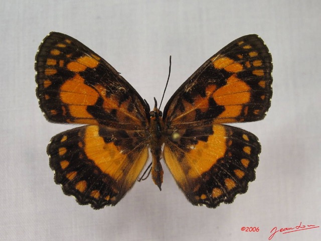 023 Lepidoptera (FD) Nymphalidae Biblidinae Byblia anvatara IMG_3623WTMK.JPG