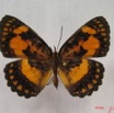 023 Lepidoptera (FD) Nymphalidae Biblidinae Byblia anvatara IMG_3623WTMK.JPG