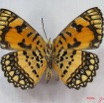 024 Lepidoptera (FV) Nymphalidae Biblidinae Byblia anvatara IMG_3624WTMK.JPG