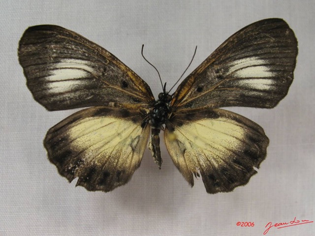 025 Lepidoptera (FD) Nymphalidae Biblidinae Mesoxantha ethosa f IMG_3816WTMK.JPG