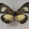 025 Lepidoptera (FD) Nymphalidae Biblidinae Mesoxantha ethosa f IMG_3816WTMK.JPG
