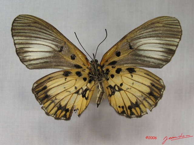 026 Lepidoptera (FV) Nymphalidae Biblidinae Mesoxantha ethosa f IMG_3817WTMK.JPG