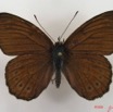 027 Lepidoptera (FD) Nymphalidae Biblidinae Sevenia amulia IMG_4636WTMK.JPG