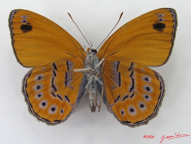 028 Lepidoptera (FV) Nymphalidae Biblidinae Sevenia amulia IMG_4637WTMK.JPG