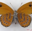 028 Lepidoptera (FV) Nymphalidae Biblidinae Sevenia amulia IMG_4637WTMK.JPG