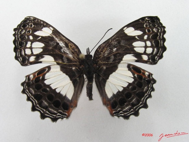 029 Lepidoptera (FD) Nymphalidae Biblidinae Neptidopsis ophione IMG_4900WTMK.JPG