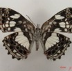 030 Lepidoptera (FV) Nymphalidae Biblidinae Neptidopsis ophione IMG_4901WTMK.JPG