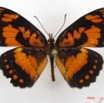 031 Lepidoptera (FD) Nymphalidae Biblidinae Byblia anvatara IMG_4905WTMK.JPG