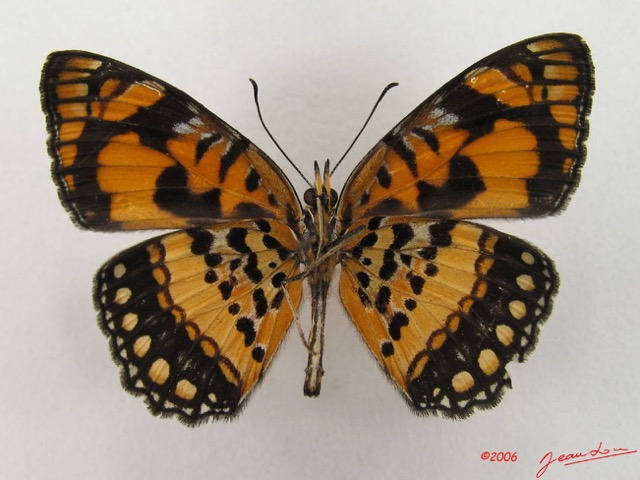 032 Lepidoptera (FV) Nymphalidae Biblidinae Byblia anvatara IMG_4906WTMK.JPG