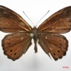 033 Lepidoptera (FD) Nymphalidae Biblidinae Sevenia boisduvali m IMG_1339WTMK.JPG