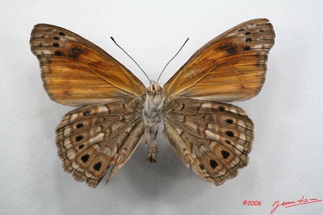 034 Lepidoptera (FV) Nymphalidae Biblidinae Sevenia boisduvali m IMG_1340WTMK.JPG