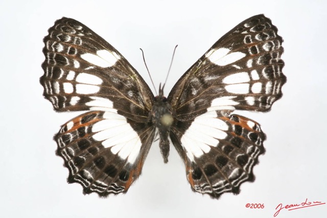 035 Lepidoptera (FD) Nymphalidae Biblidinae Neptidopsis ophione IMG_1634WTMK.JPG