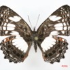 035 Lepidoptera (FD) Nymphalidae Biblidinae Neptidopsis ophione IMG_1634WTMK.JPG