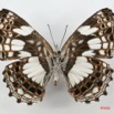 036 Lepidoptera (FV) Nymphalidae Biblidinae Neptidopsis ophione IMG_1635WTMK.JPG