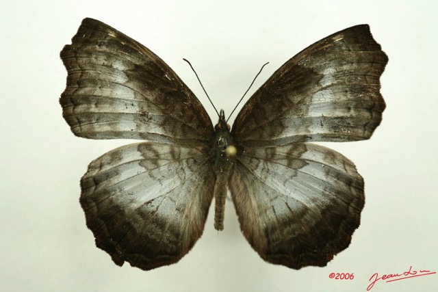037 Lepidoptera (FD) Nymphalidae Biblidinae Ariadne enotrea IMG_3151WTMK.JPG