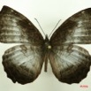 037 Lepidoptera (FD) Nymphalidae Biblidinae Ariadne enotrea IMG_3151WTMK.JPG