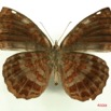 038 Lepidoptera (FV) Nymphalidae Biblidinae Ariadne enotrea IMG_3154WTMK.JPG