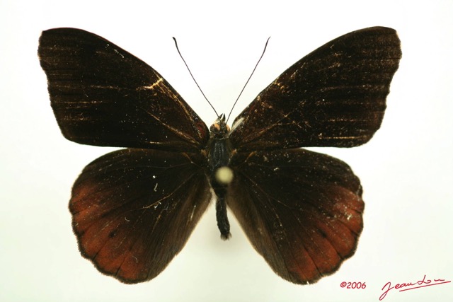 039 Lepidoptera (FD) Nymphalidae Biblidinae Sevenia occidentalium m IMG_3116WTMK.JPG