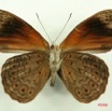 040 Lepidoptera (FV) Nymphalidae Biblidinae Sevenia occidentalium m IMG_3118WTMK.JPG