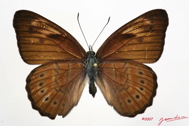 041 Lepidoptera (FD) Nymphalidae Biblidinae Sevenia amulia f 7IMG_5077WTMK.JPG
