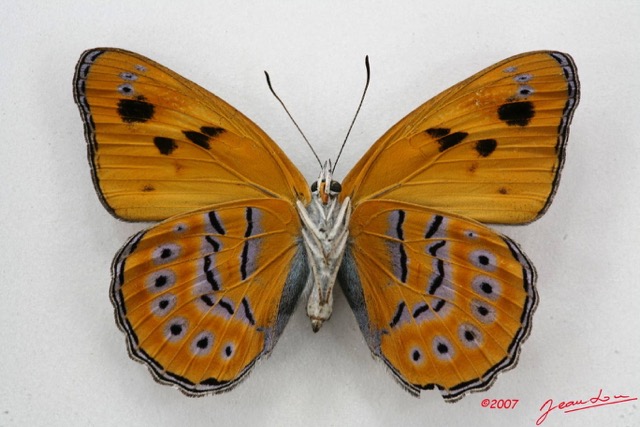 042 Lepidoptera (FV) Nymphalidae Biblidinae Sevenia amulia f 7IMG_5080WTMK.JPG