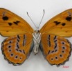 042 Lepidoptera (FV) Nymphalidae Biblidinae Sevenia amulia f 7IMG_5080WTMK.JPG