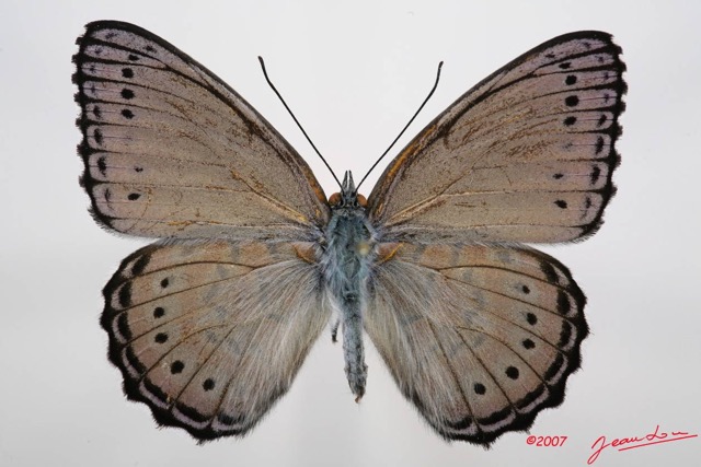 043 Lepidoptera (FD) Nymphalidae Biblidinae Sevenia Pechueli m 7IMG_7372WTMK.JPG