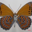 044 Lepidoptera (FV) Nymphalidae Biblidinae Sevenia pechueli m 7IMG_7376WTMK.JPG