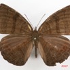 045 Lepidoptera (FD) Nymphalidae Biblidinae Ariadne actisanes m 7IMG_5793WTMKa.jpg