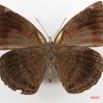 046 Lepidoptera (FV) Nymphalidae Biblidinae Ariadne actisanes m 7IMG_5794WTMKa.jpg