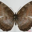 047 Lepidoptera (FD) Nymphalidae Biblidinae Ariadne enotrea f 7EIMG_1034WTMK.JPG