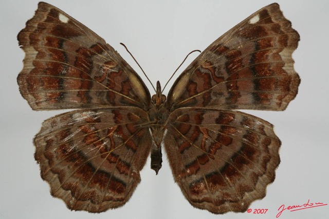 048 Lepidoptera (FV) Nymphalidae Biblidinae Ariadne enotrea f 7EIMG_1037WTMK.JPG