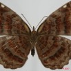 048 Lepidoptera (FV) Nymphalidae Biblidinae Ariadne enotrea f 7EIMG_1037WTMK.JPG
