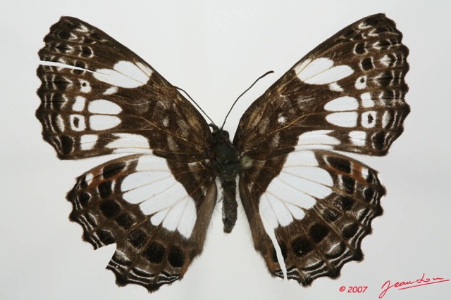 049 Lepidoptera (FD) Nymphalidae Biblidinae Neptidopsis ophione 7EIMG_2001WTMK.JPG