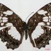 049 Lepidoptera (FD) Nymphalidae Biblidinae Neptidopsis ophione 7EIMG_2001WTMK.JPG